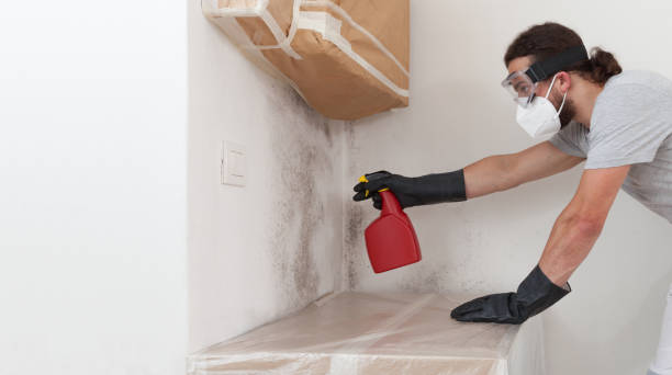 Professional Basement Mold Removal technician working in Franklinton, NC