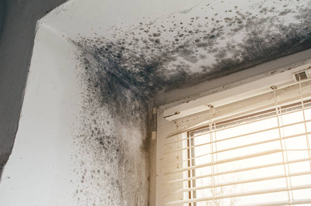 Affordable Basement Mold Removal solutions in Franklinton, NC